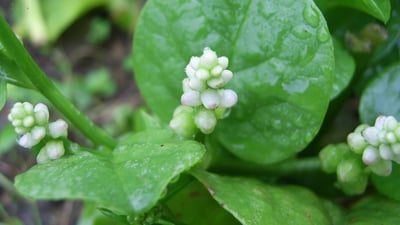 Basella alba