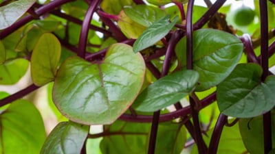Basella alba