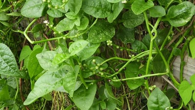 Basella alba