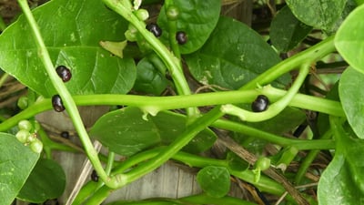 Basella alba