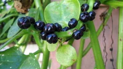Basella alba