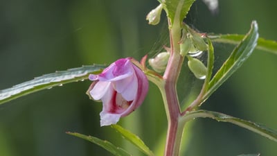 Hydrocera triflora