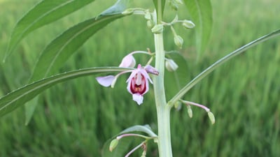 Hydrocera triflora