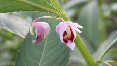 Hydrocera triflora