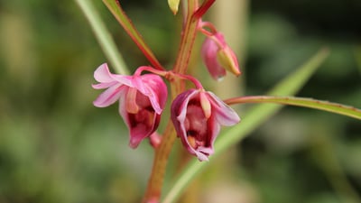 Hydrocera triflora