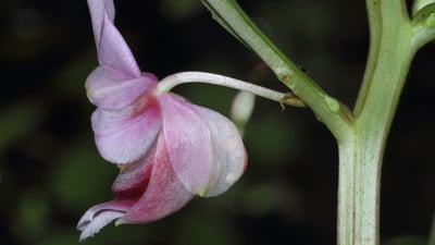 Hydrocera triflora