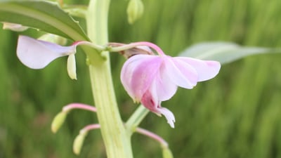 Hydrocera triflora