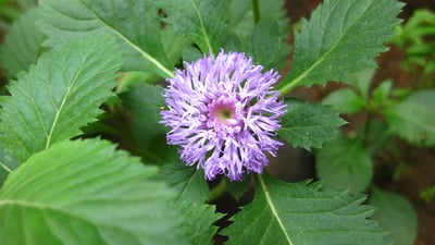 Vernonia anthelmintica