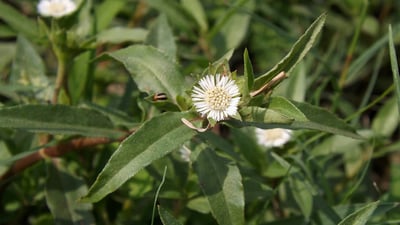 Eclipta prostrata