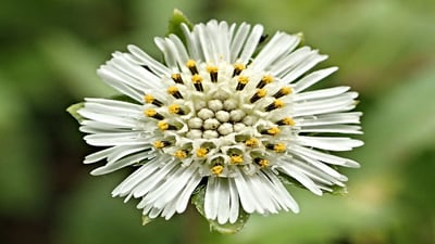 Eclipta prostrata
