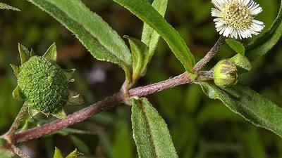 Eclipta prostrata