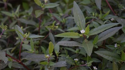 Eclipta prostrata