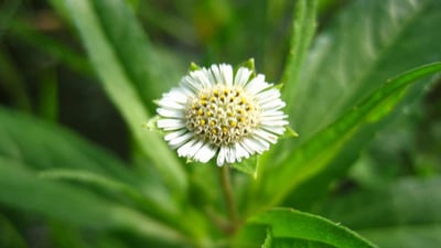 Eclipta prostrata