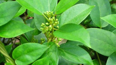 Gymnema sylvestre