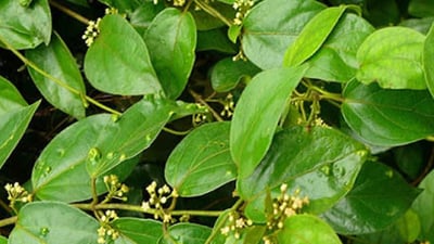 Gymnema sylvestre