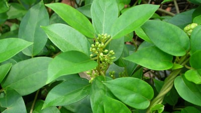 Gymnema sylvestre