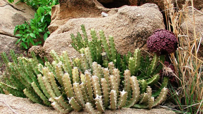 Caralluma umbellata