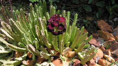 Caralluma umbellata