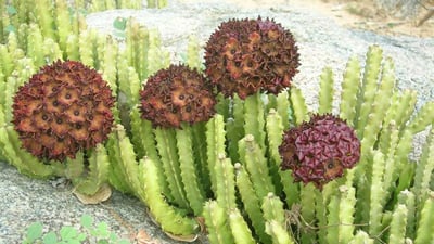 Caralluma umbellata