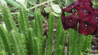 Caralluma umbellata