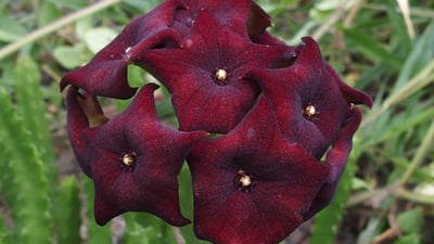 Caralluma umbellata