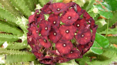Caralluma umbellata