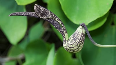 Aristolochia ringens