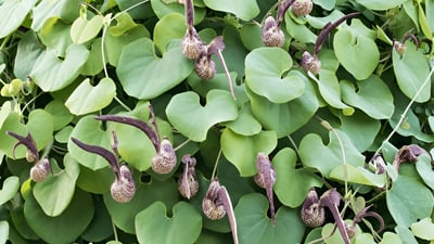 Aristolochia ringens