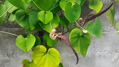 Aristolochia ringens