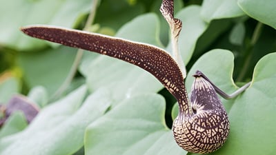 Aristolochia ringens