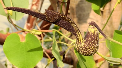Aristolochia ringens