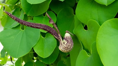 Aristolochia ringens