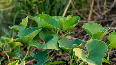Aristolochia bracteolata