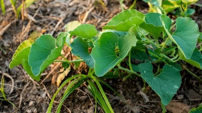 Aristolochia bracteolata