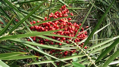 Phoenix pusilla