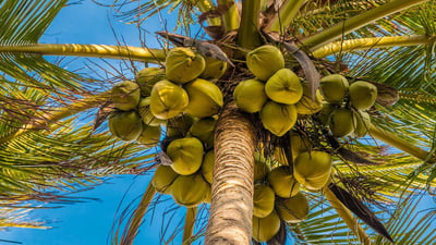 Cocos nucifera