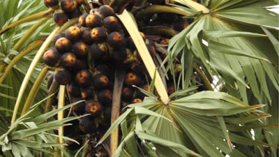Borassus flabellifer
