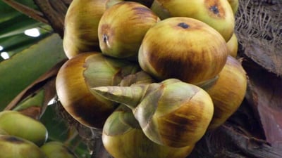 Borassus flabellifer