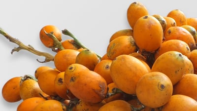 Areca catechu • Puwak • ?????
