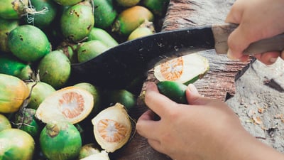 Areca catechu • Puwak • ?????