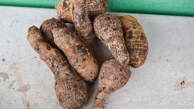 Kiri Ala