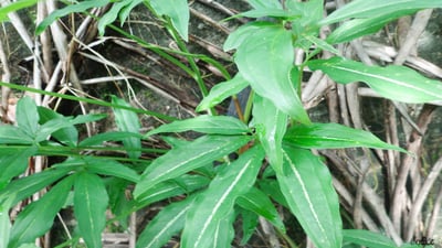 Syngonium angustatum