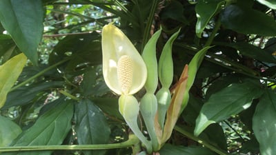 Syngonium angustatum