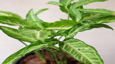 Syngonium angustatum