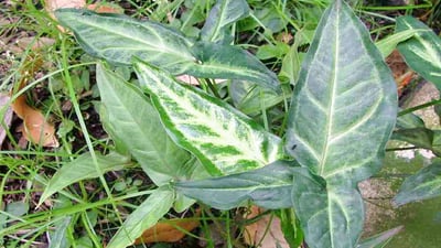 Syngonium angustatum