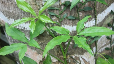 Syngonium angustatum