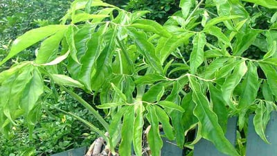 Syngonium angustatum