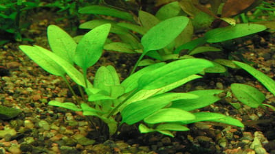 Cryptocoryne walkeri