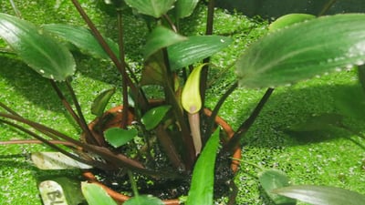 Cryptocoryne walkeri