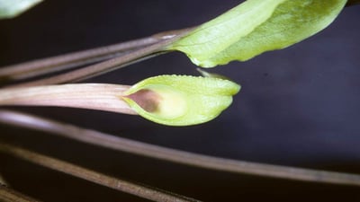 Cryptocoryne walkeri